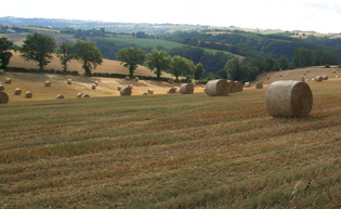 Champ de céréales fauché